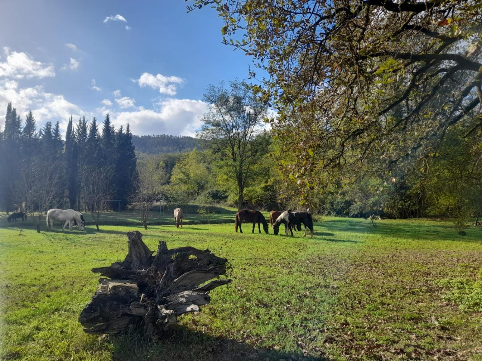 La Casella Antico Feudo Di Campagna Ficulle Dış mekan fotoğraf